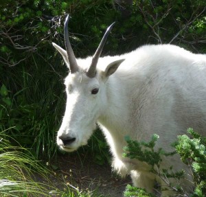 This friendly goat was spotted at Logan Pass last year.