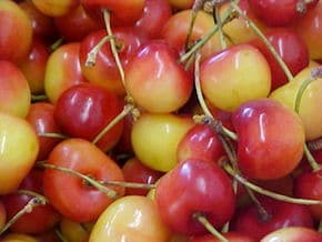 Montana Cherry Orchards